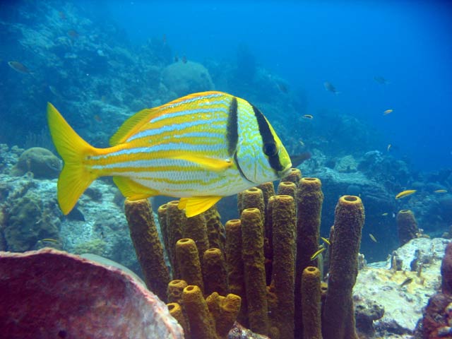 reserve cousteau plongee - Image